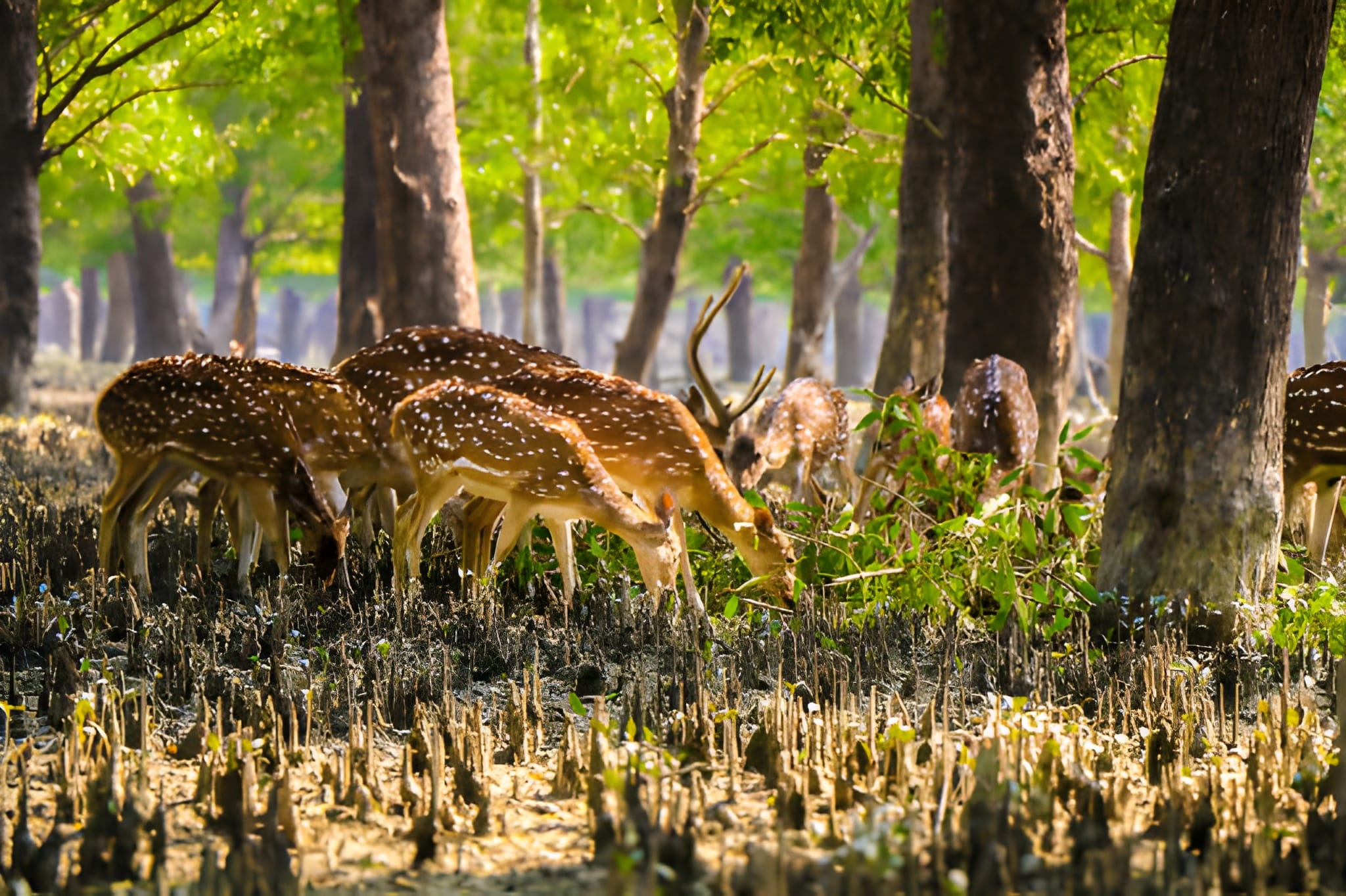 Bangladesh Landscape